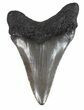 Juvenile Megalodon Tooth - South Carolina #48867-1